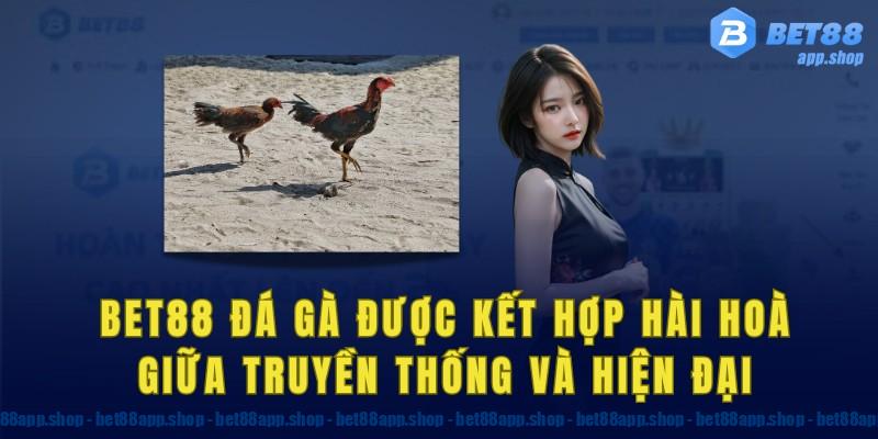 Bet88 đá gà được kết hợp hài hoà giữa truyền thống và hiện đại